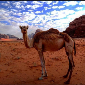 Wadi rum Local guide camp